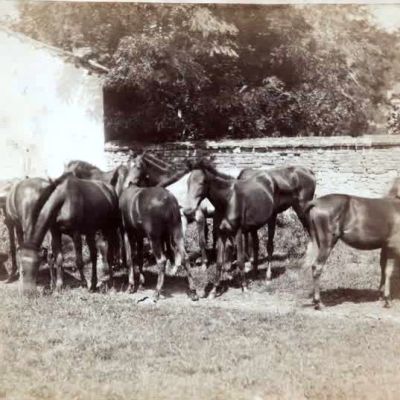 Grupa koni na placu